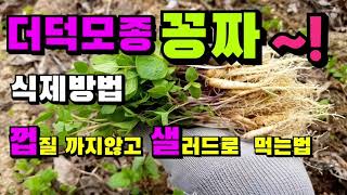 더덕 모종 공짜로 만드는 방법,더덕 재배방법  더덕모종심는방법,더덕 껍질 까지않고 쉽게샐러드는만드는방법, 봄나물더덕무침 모듬겉절이만드는방법,귀농귀촌 옥상 텃밭 꽃밭 가정원예 유실수