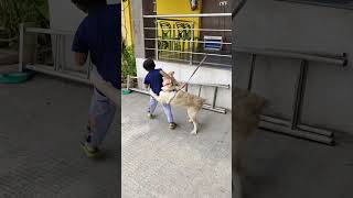 #animal#petdog# சின்ன எஜமானிடத்தில் பாசம் காட்டும் நாய்# shorts