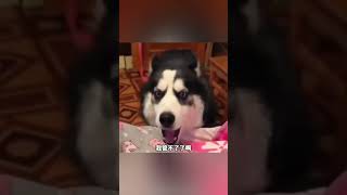 家里宠物第一次见小主人的反应。（下）#搞笑配音 #搞笑動物 #搞笑 #funny #shorts