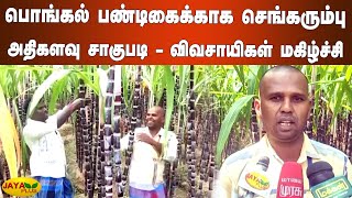 பொங்கல் பண்டிகைக்காக செங்கரும்பு அதிகளவு சாகுபடி - விவசாயிகள் மகிழ்ச்சி | Trichy Sugar cane Farmers