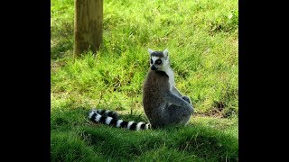 Ring Tailed Lemur - Wildlife EGY Photographer (English Version)