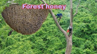 These are the best wild honey harvesters in Asia. - Forest honey