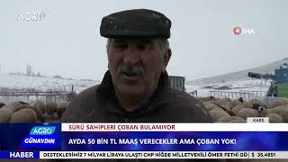 50 Bin TL'ye Çoban Bulamıyor! Koyun mu İnek mi Daha Çok Kazandırır? / AGRO TV HABER