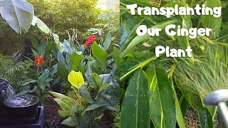 Transplanting the ornamental ginger plant -  Alpinia Zerumbet Variegata