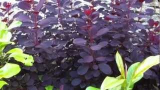 Plantsmans Corner   Smoke Bush