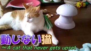 動じない猫～A cat that never gets upset