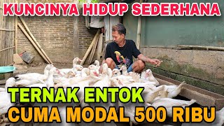 TERNAK ENTOK MODAL Rp 500 RIBU