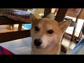 柴犬が起こしに来たので２度寝に誘ったら素直過ぎた！ shiba inu is sleeping