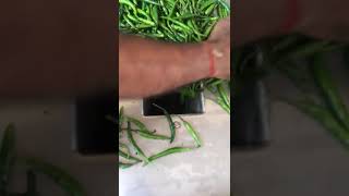 Chilli cutting machine