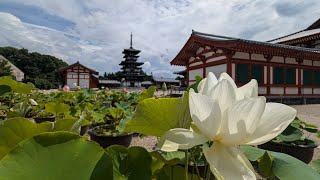 【奈良・西の京ロータスロード】［四ヶ寺巡り］蓮の花で有名な、西大寺、喜光寺、唐招提寺、薬師寺をお巡りしてきました。季節の花と神社仏閣、両方楽しめました。#蓮の花