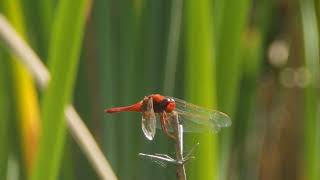 Scarlet dragonfly / Opoldanski škrlatec