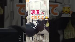 【酪農】ロボットが哺乳しています👶 #shorts #酪農 #会社紹介 #agriculture  #animal