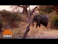 National Geographic Filmmakers Get Up Close With Botswana Wildlife | TODAY