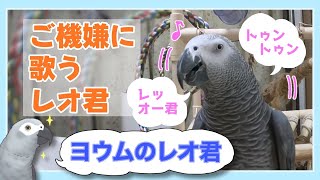 【ヨウムのレオ君】ご機嫌に歌うレオ君