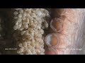 Giant Pacific Octopus eggs hatching, baby octopus