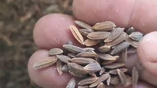 Aromatic Black Rice Paddy in Manipur | Manipuri Chakhao