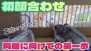 11【♂同士初対面】多頭飼育なるか？まずは匂い慣らしから始めます