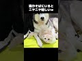 猫がそばにいるとニヤニヤして嬉しい犬がこちら...笑 shorts