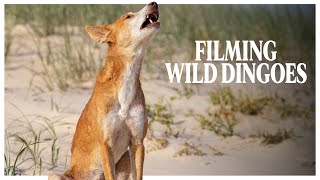 Filming Wild Dingoes - Behind The Scenes Wildlife Documentary