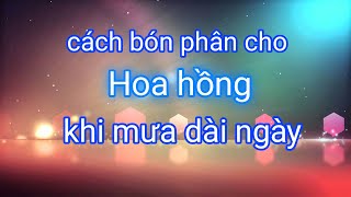 Hướng dẫn bón phân cho hoa hồng thời điểm mưa triền miên