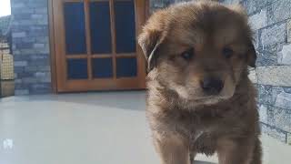 Browny The Bhotia Puppy | Pure Bhotia Puppy 1 Month OLD!