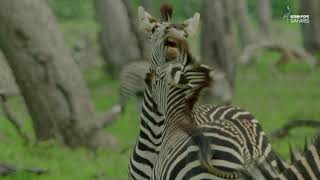 Safari Diaries: Zebra Playfight