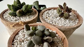 Адромискусы/ Adromischus. Когда листья востановят водный баланс, после обезвоживания ⁉️16.11.24