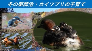 冬の薬師池・カイツブリの子育てを観察