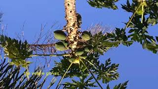 What’s the difference between a pawpaw and a papaya ?