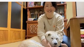 大好きな母にべったり甘える可愛い柴犬