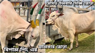 বিশাল বিশাল বড় বড় শিং এর হলিকার গরুর জোড়া ও বিশাল হেভিওয়েট উলবারি সিব্বি গরুর জোড়া