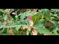 brinjal கத்தரிக்காய் longbrinjal வழுதுணங்காய் terrace garden மாடித்தோட்டம்