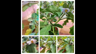 #BRINJAL #கத்தரிக்காய் #LONGBRINJAL #வழுதுணங்காய் #TERRACE  #GARDEN #மாடித்தோட்டம்