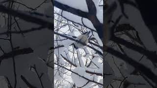 雪の中のコガラちゃん#コガラ#ハシブトガラ#北海道野鳥LIVE#birdwatching#birdfeeder#野鳥観察#定点観測#北海道#hokkaido