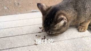 一只好饿的猫咪#记录猫咪日常 #我镜头下的小猫 #萌宠