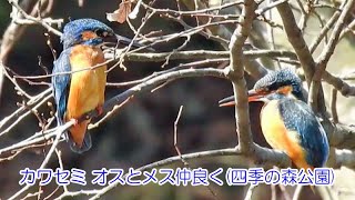 カワセミ オスとメス仲良く(四季の森公園)