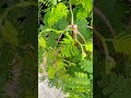 😊how to regrowing tamarind bonsai❤ #shortvideo 🌳