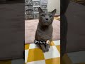 【ロシアンブルー】今朝のめろん...カリカリおかわりのおねだり🤗いつも通り元気です🥰【猫】 shorts