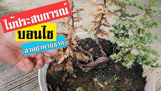 บอนไซ : การสร้างสวนป่ารากเดียว สนจูนิเปอร์ อัพเดท (Juniperus procumbens) | Bonsai 006