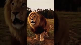 Terrifying Moment. Angry Lion Charges at Tourists! #lion #scarymoments #wildanimals