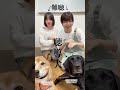 【聴導犬クラファンへ難聴うさぎさんの軌跡👏✨】