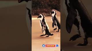 Penguin cute Birds #shorts #youtubeshorts #viralshort #viralvideo #new #ad #subscribe #viral #bts