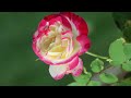 garden roses ll gorgeous roses ll relax to watch ll 觀賞花園玫瑰 ll 674