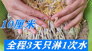 豆芽不用花錢買，教你在家生豆芽，3天就能吃，安全綠色更營養