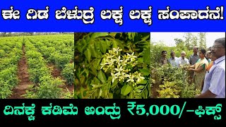 ಈ ಕೃಷಿ ಮಾಡಿದ್ರೆ ಲಕ್ಷ ಲಕ್ಷ ಸಂಪಾದನೆ!  Curry Leaves Cultivation curry leaves plant in kannada |Business