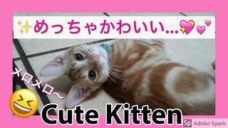 【子猫】かわいい子猫が我が家にやって来た！【音フェチ付き】Cute Kitten Came to Our House #shorts