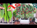 How to Grow Dragon Fruits in a Container from Stem to Fruit | EP1