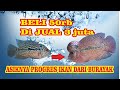 PROGRES IKAN LOUHAN DARI BURAYAK || flowerhorn progres