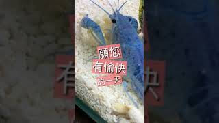 猜猜螯蝦喜歡吃什麼？