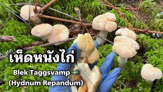 เก็บตกคลิปไฮไลต์ปี 2024 เห็ดหนังไก่  Blek Taggsvamp 🇸🇪(Hydnum Repandum) ออกน้อยมากปีนี้